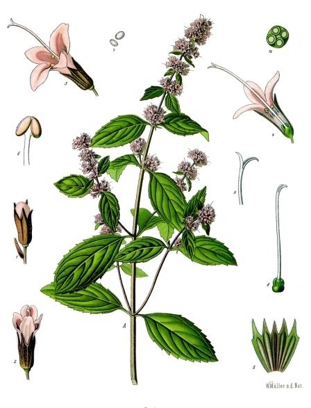 Pudina -Mentha-piperita-3.jpg Pudina -Mentha-piperita-3.jpg